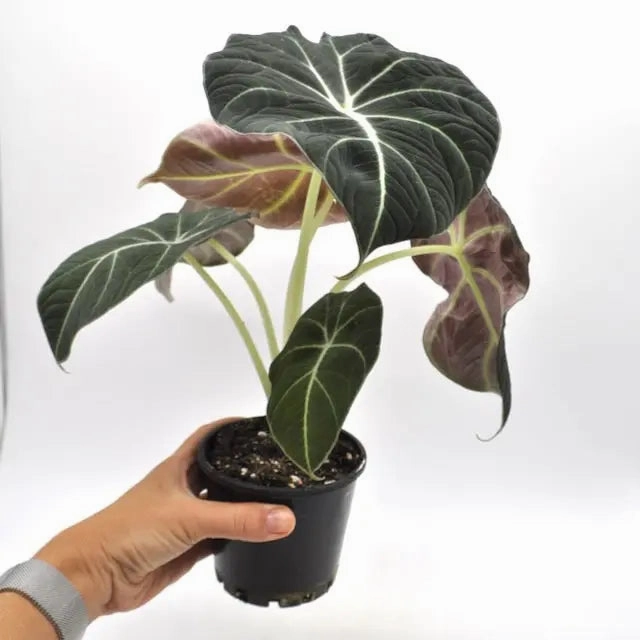 Alocasia Black Velvet