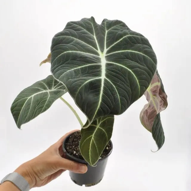 Alocasia Black Velvet