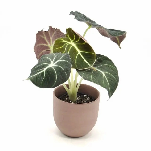 Alocasia Black Velvet