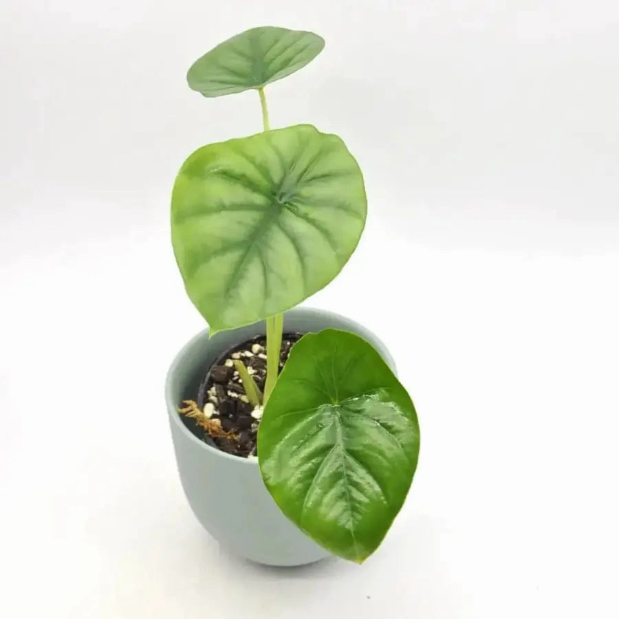 Alocasia Clypeolata 'Green Shield'