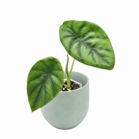 Alocasia Clypeolata 'Green Shield' large flower pot  
