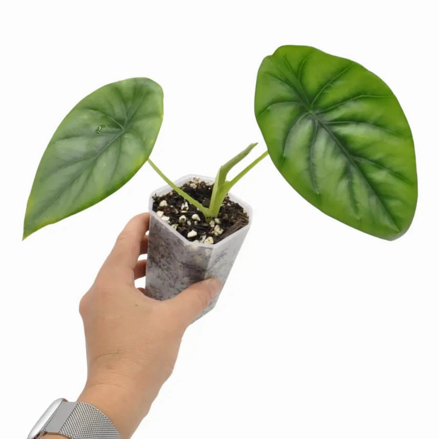 Alocasia Clypeolata 'Green Shield'