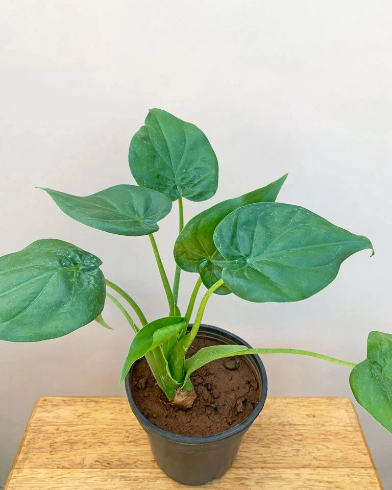 Alocasia Cucullata Plant