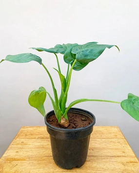 Alocasia Cucullata Plant medium flower pot  