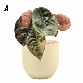 Alocasia Cuprea Variegata large flower pot  