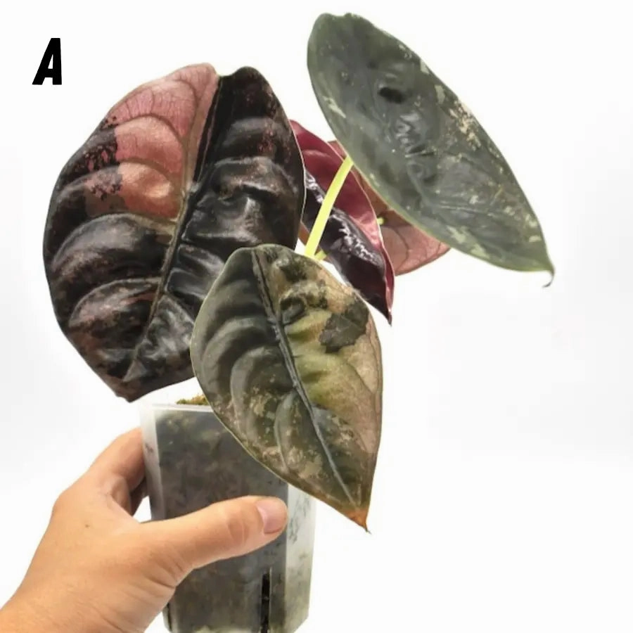 Alocasia Cuprea Variegata