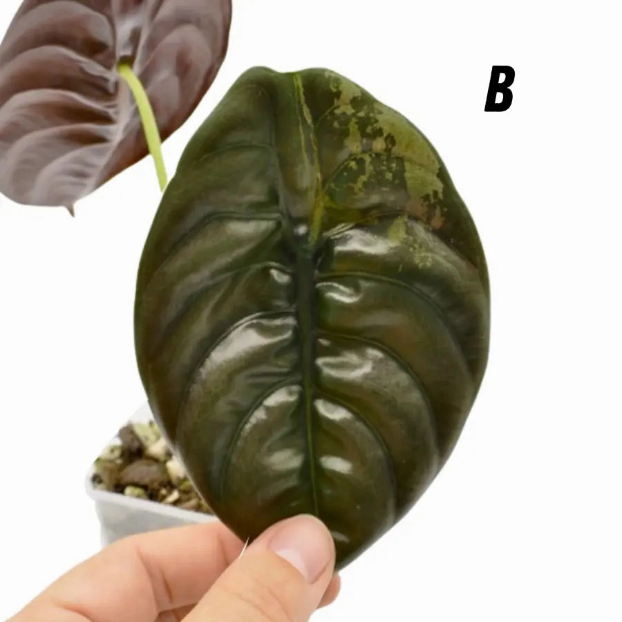 Alocasia Cuprea Variegata