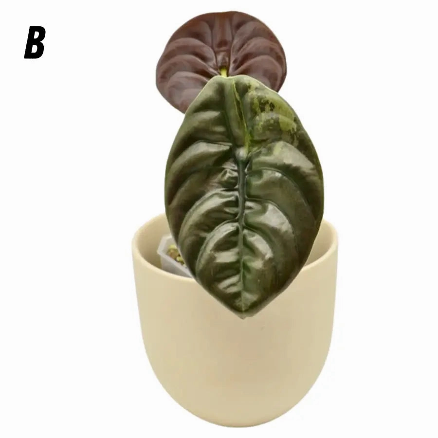 Alocasia Cuprea Variegata