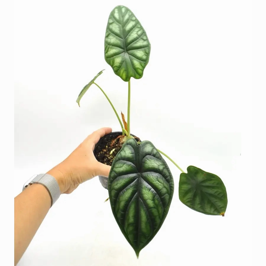 Alocasia Dragon scale