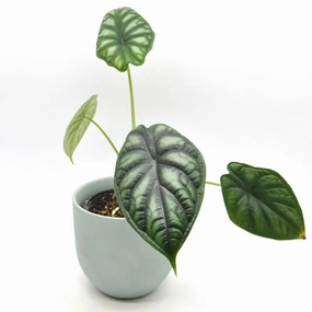 Alocasia Dragon scale large flower pot  