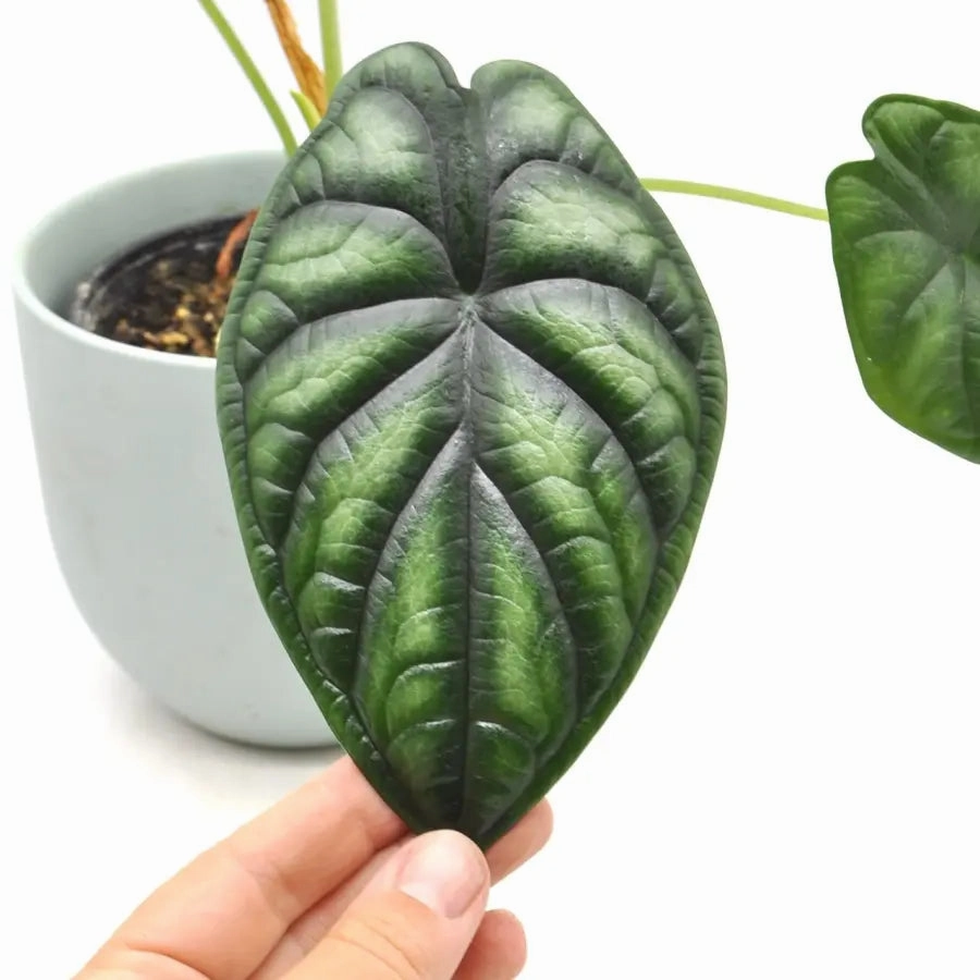 Alocasia Dragon scale