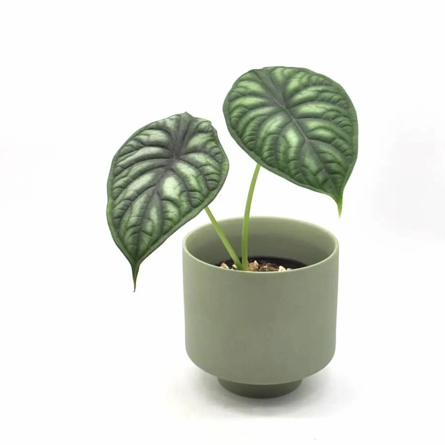 Alocasia Dragon scale