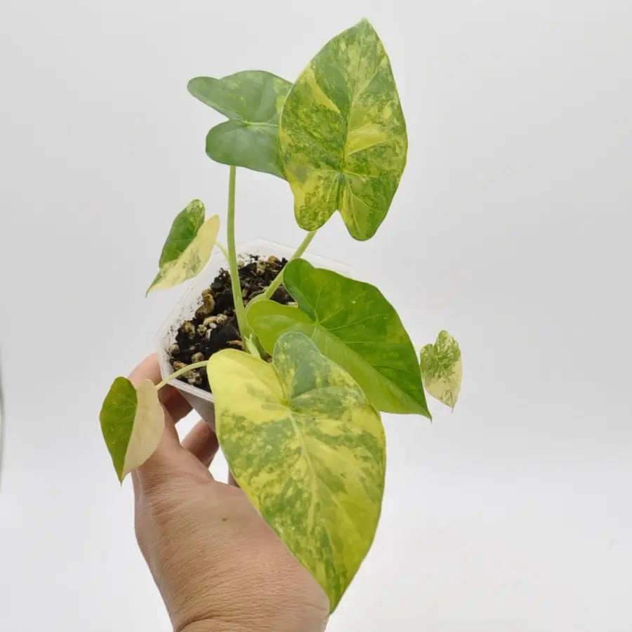 Alocasia Gageana Variegata Aurea