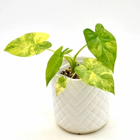 Alocasia Gageana Variegata Aurea large flower pot  