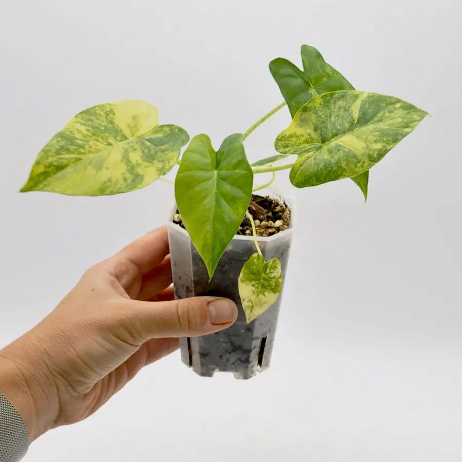 Alocasia Gageana Variegata Aurea