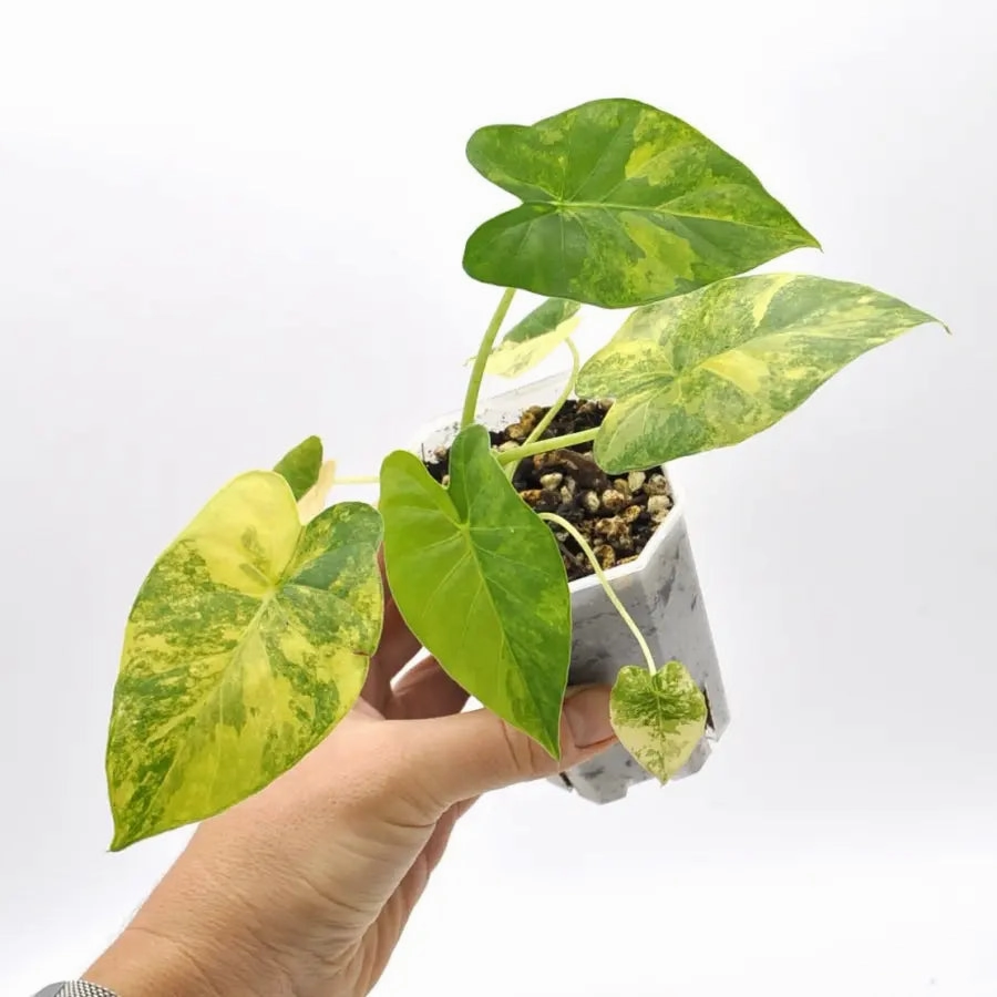Alocasia Gageana Variegata Aurea