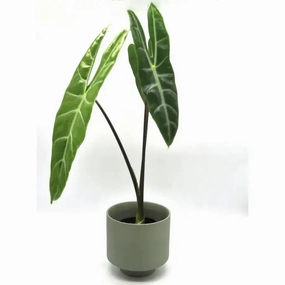 Alocasia  Longiloba 'May' large flower pot  