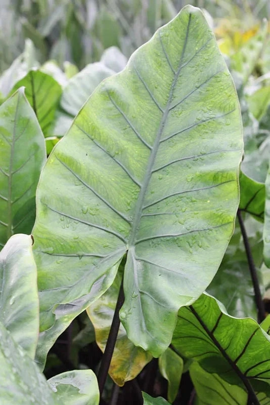 Alocasia macrorrhiza "Black Stem" 6" decorative flowerpot  