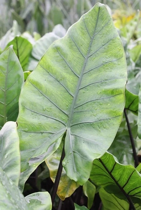 Alocasia macrorrhiza "Black Stem" 6" decorative flowerpot  