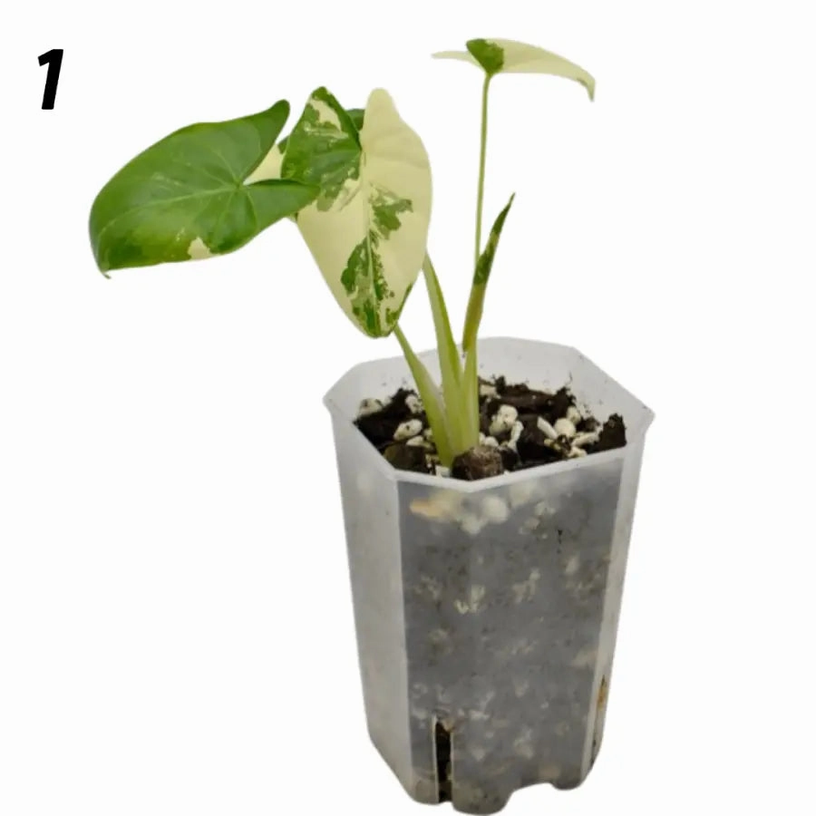 Alocasia Macrorrhiza Variegata