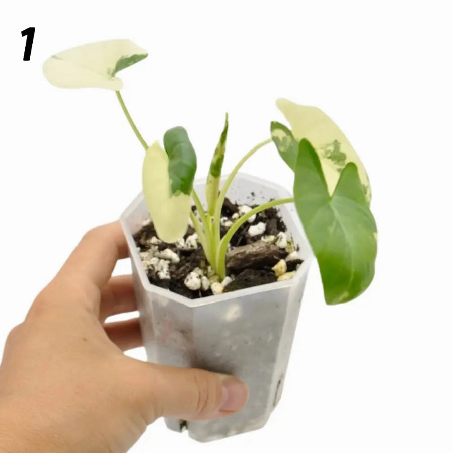 Alocasia Macrorrhiza Variegata