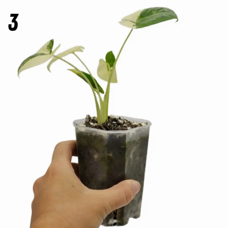 Alocasia Macrorrhiza Variegata
