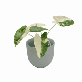 Alocasia Macrorrhiza Variegata large flower pot  