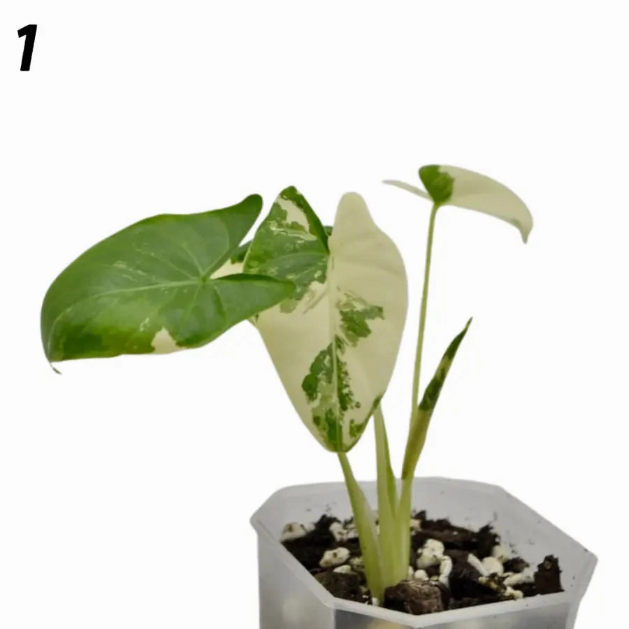 Alocasia Macrorrhiza Variegata