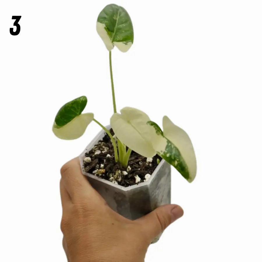 Alocasia Macrorrhiza Variegata