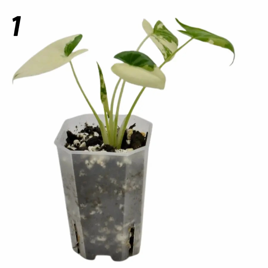 Alocasia Macrorrhiza Variegata