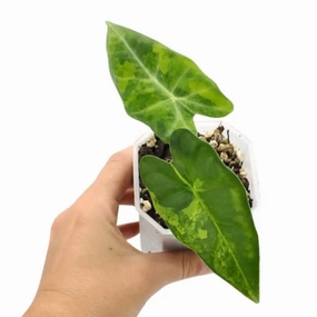 Alocasia Micholitziana Frydek (Green On Green Variegated ) large flower pot  