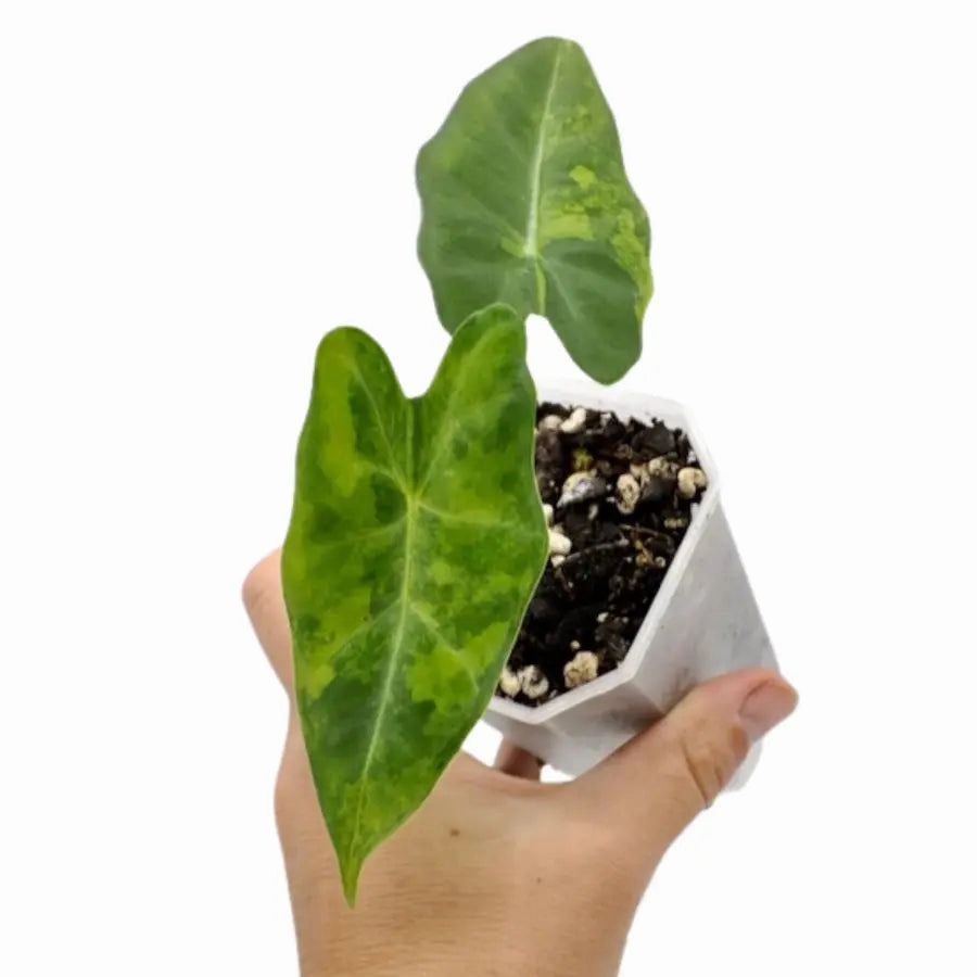 Alocasia Micholitziana Frydek (Green On Green Variegated )