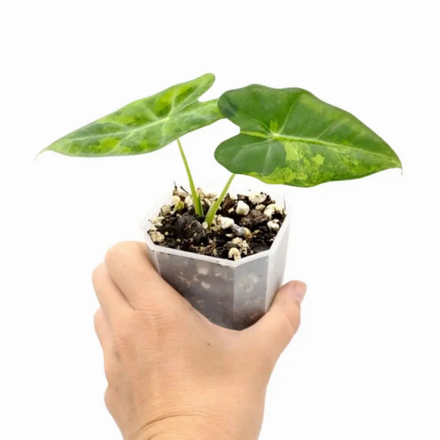 Alocasia Micholitziana Frydek (Green On Green Variegated )