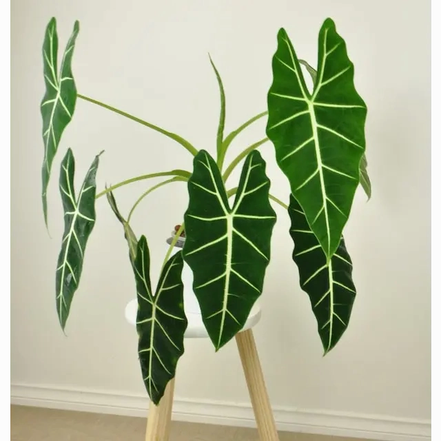 Alocasia Micholitziana Green Velvet