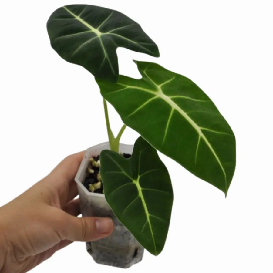 Alocasia Micholitziana Green Velvet