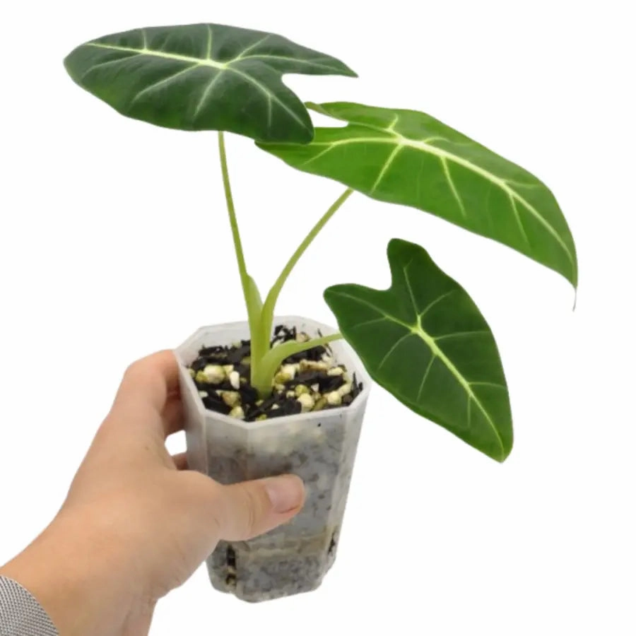 Alocasia Micholitziana Green Velvet