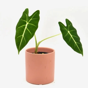 Alocasia Micholitziana Green Velvet large flower pot  