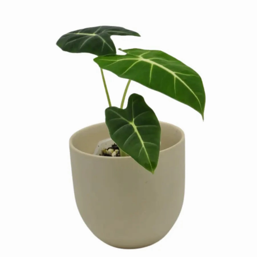 Alocasia Micholitziana Green Velvet