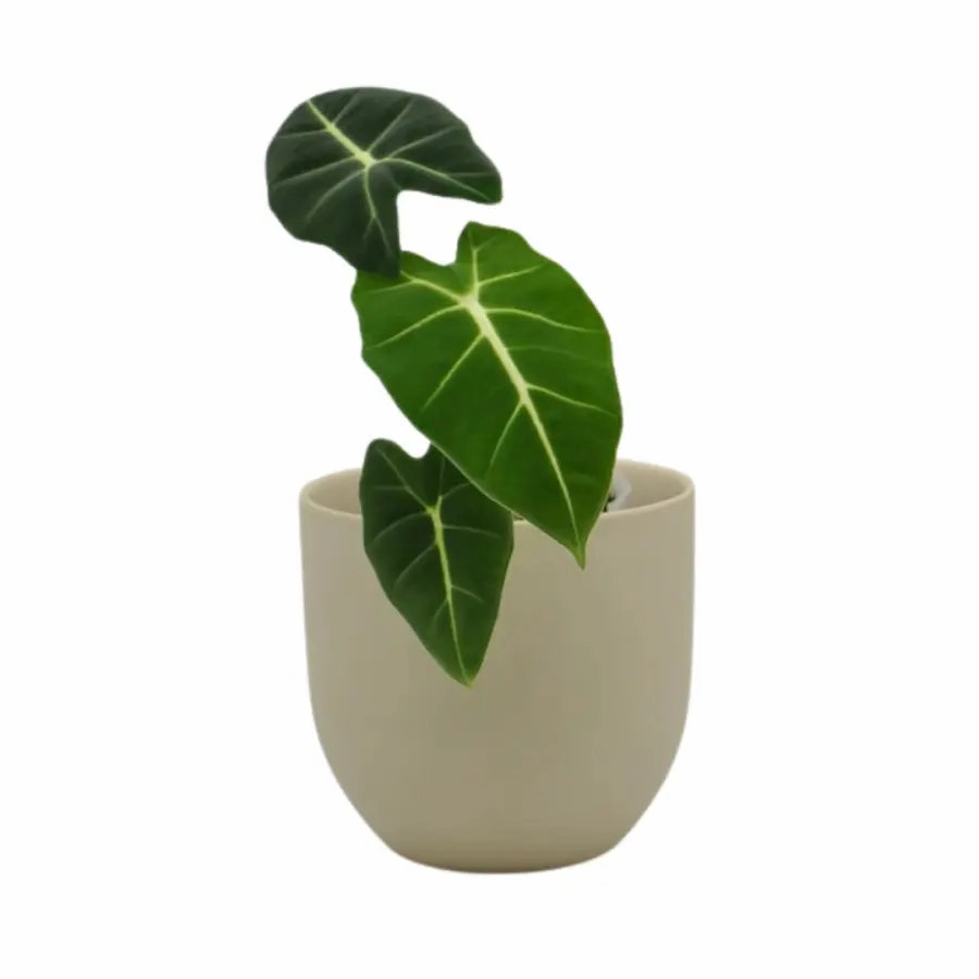 Alocasia Micholitziana Green Velvet