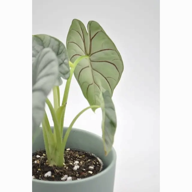 Alocasia Silver Dragon