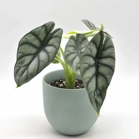 Alocasia Silver Dragon large flower pot  