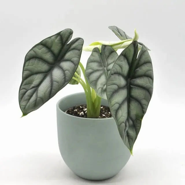 Alocasia Silver Dragon large flower pot  