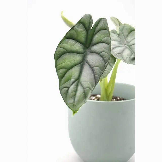 Alocasia Silver Dragon