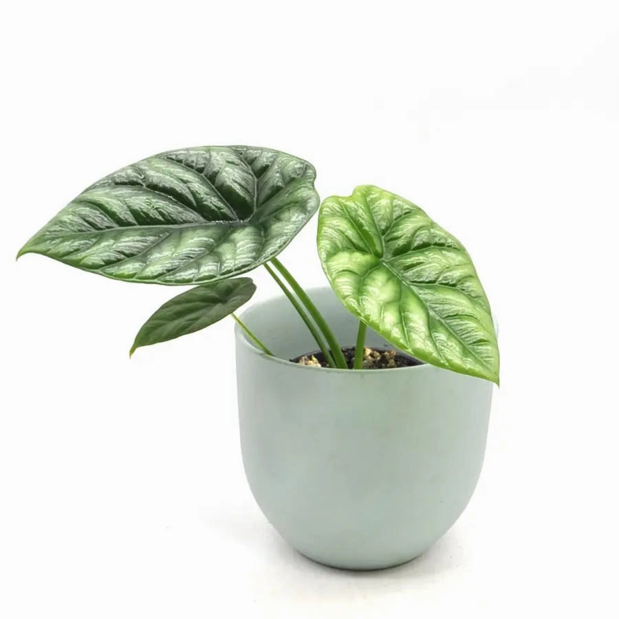 Alocasia Sinuata