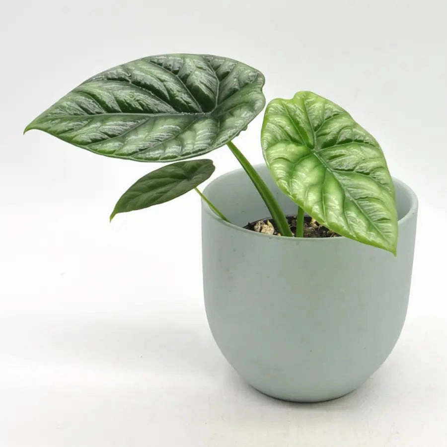 Alocasia Sinuata