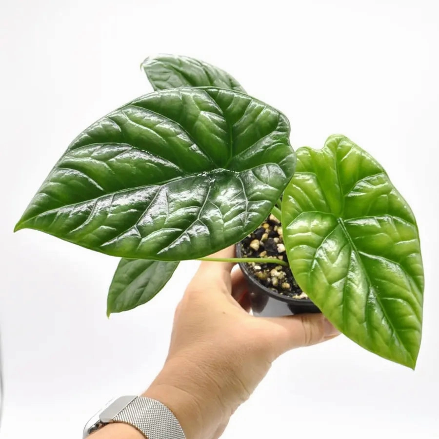 Alocasia Sinuata large flower pot  