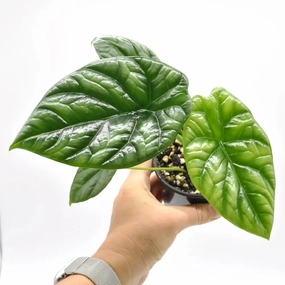 Alocasia Sinuata large flower pot  
