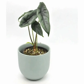 Alocasia Venusta large flower pot  