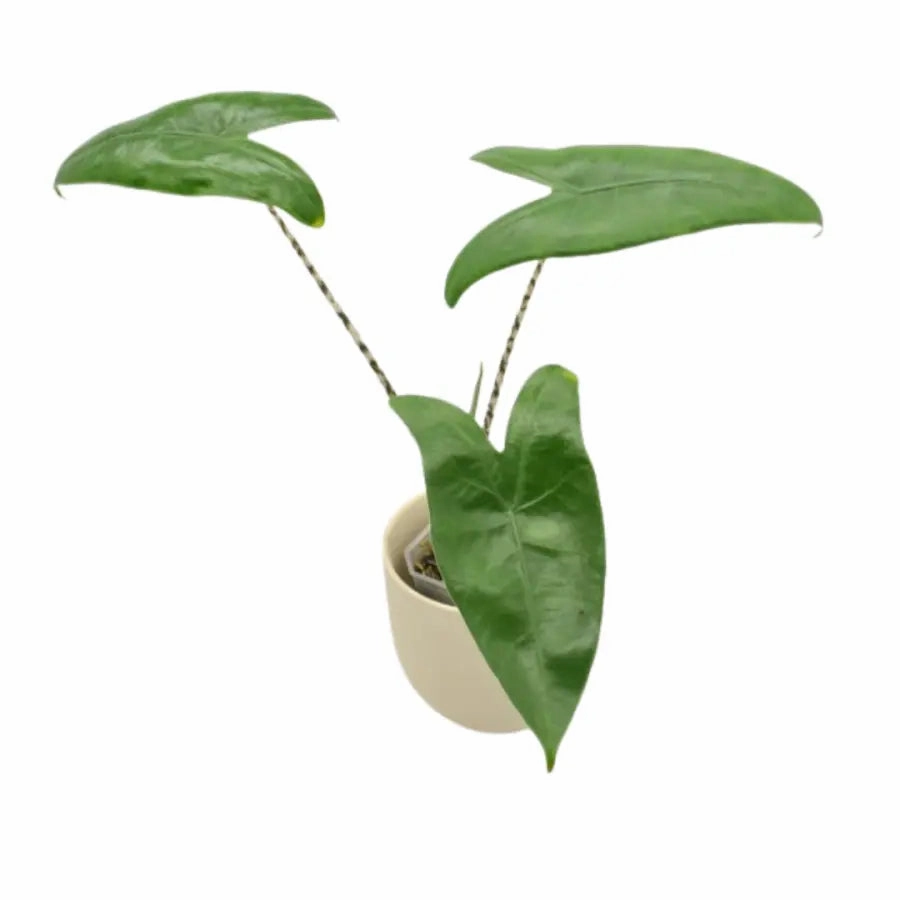 Alocasia zebrina