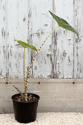 Alocasia zebrina  6" medium flower pot  